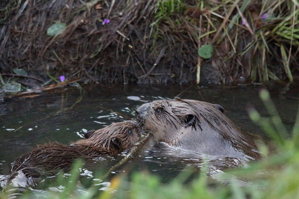 Europäischer Biber ist Leipziger Auwaldtier 2018. Foto: Knut Fischer