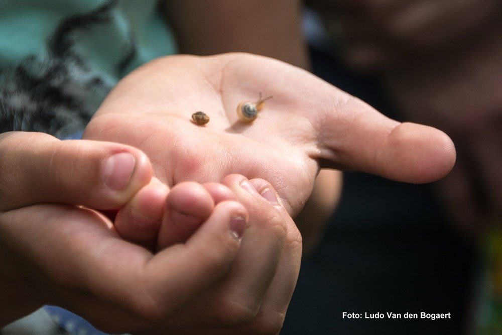 Foto: Ludo van den Bogaert