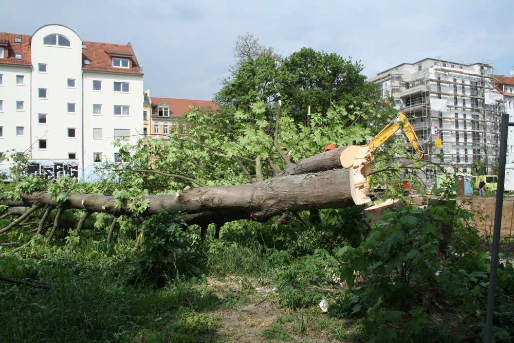 Auch in Connewitz wird eifrig gefällt und gebaut. Archivfoto: Ralf Julke