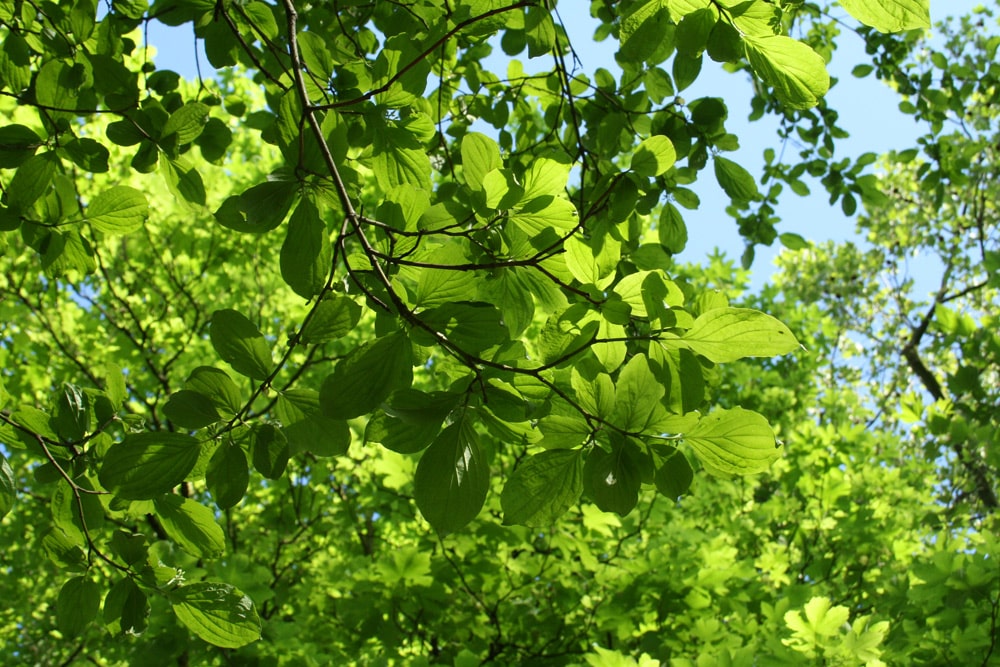 Auch im Wald lauern Zecken. Foto: Ralf Julke