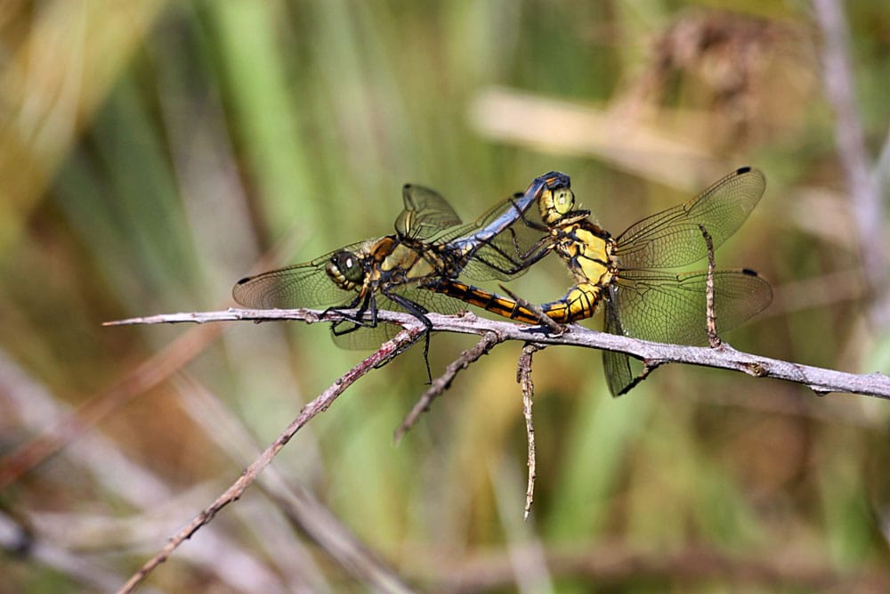 Diese Libellen sorgen für Nachwuchs: Paarungsrad des Kleinen Blaupfeils. Foto: Dr. Rainer Hoyer