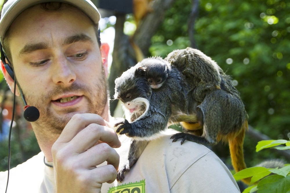 Fütterung der Kaiserschnurrbarttamarine, Foto: Zoo Leipzig