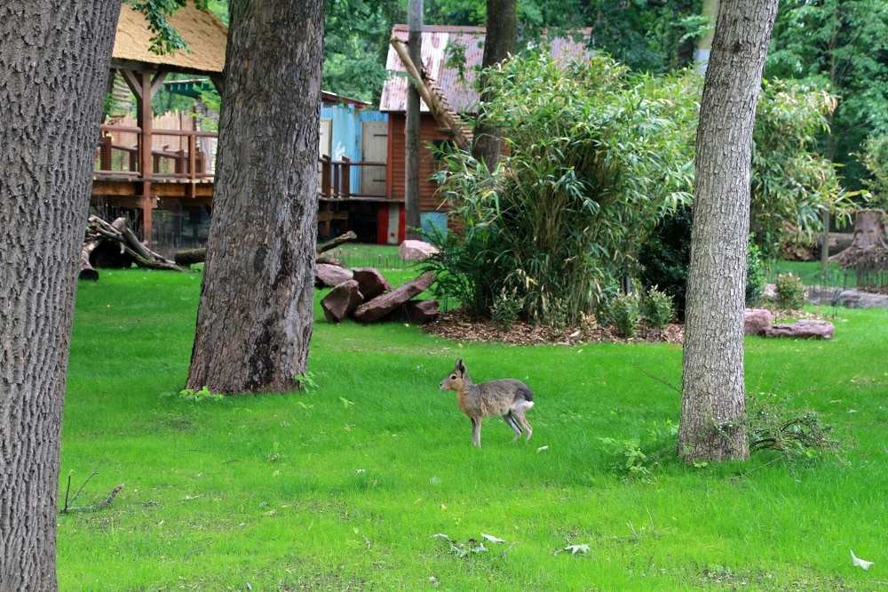 Großer Mara im Pantanal, Foto: Zoo Leipzig