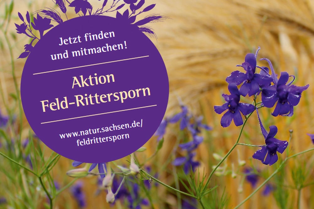 Plakat zur Aktion Feld-Rittersporn. Plakat: Freistaat Sachsen, LfULG