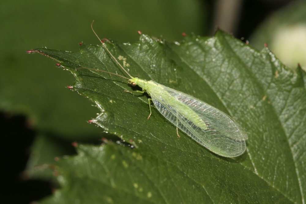 Florfliege. Foto: Helge May
