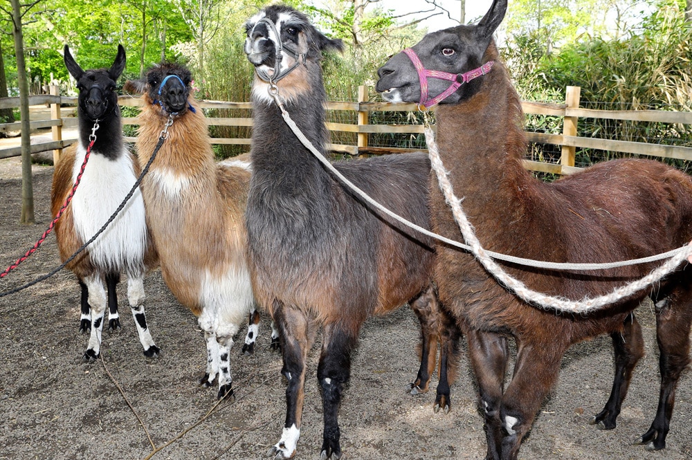 Lama-Quartett. Foto: Zoo Leipzig