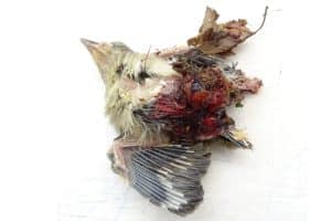 Beim Heckenschnitt getötete Mönchsgrasmücke. Foto: NABU Leipzig