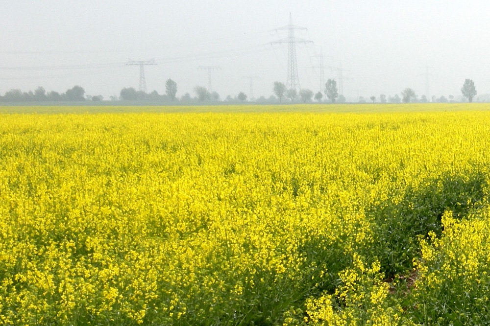 Rapsfeld bei Leipzig. Foto: Marko Hofmann