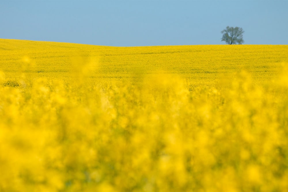 Rechtsexperten fordern ein modernes biodiversitätserhaltendes, klimaschonendes und gewässerschützendes Landwirtschaftsgesetz. Foto: UFZ / André Künzelmann