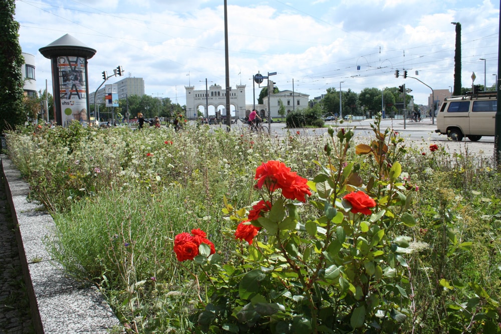 Blühbeet in der Windmühlenstraße. Foto: Ralf Julke