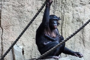 Bonoboweibchen Yasa mit Baby auf der Innenanlage. Foto: Zoo Leipzig