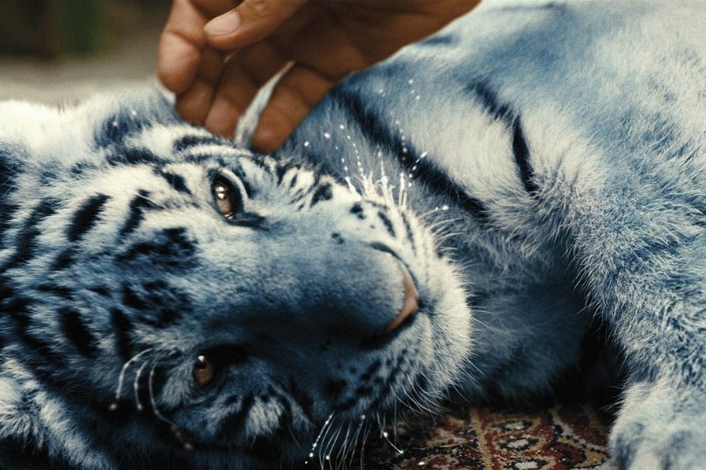 Der blaue Tiger. Foto: Farbfilm