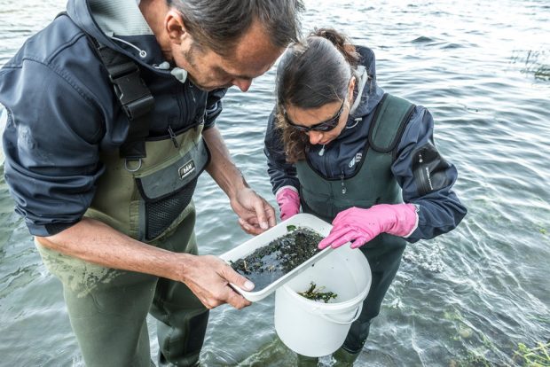 Wissenschaftlerinnen und Wissenschaftler nehmen u.a. die Gewässerbiologie unter die Lupe. Sie sind Indikatoren für die Qualität des Wassers. Foto: UFZ / André Künzelmann