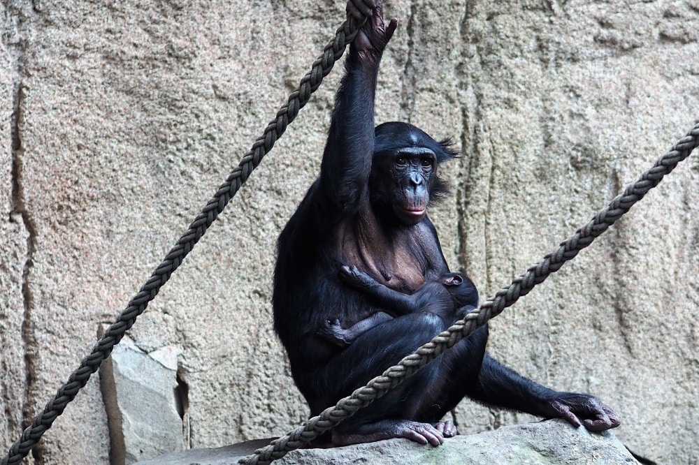 Bonoboweibchen Yasa mit Baby auf der Innenanlage. Foto: Zoo Leipzig