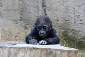 Der Abenteuer-Sommer im Zoo Leipzig mit Gorillamädchen Kianga. Foto: Zoo Leipzig