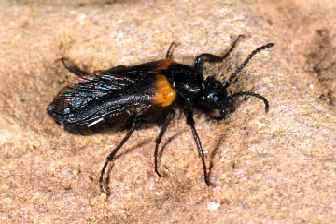 Schmalflügliger Pelzbienenölkäfer, Foto: Naturkundemuseum