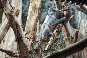 Tinaroo zieht ins Koala-Haus ein. Foto: Zoo Leipzig
