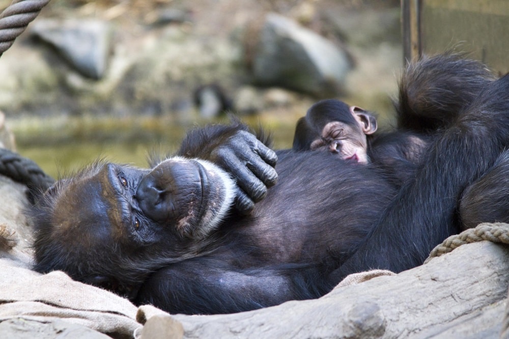 Erfolgreicher Arterhalt in Pongoland. Foto: Zoo Leipzig