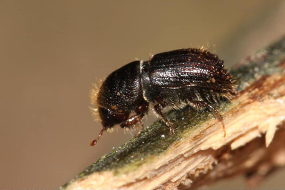 Hat sich massenhaft vermehrt - der Borkenkäfer. Foto: SBS