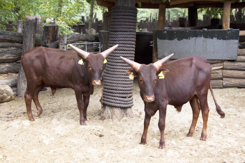 Buba und Raba. Foto: Zoo Leipzig