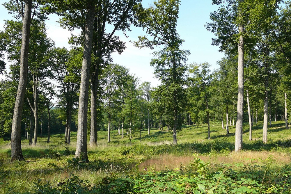 150 Jahre alte Eichen in der Forêt domaniale de Bercé. Foto: INRA / Didier Bert