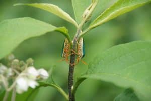 Noch sind auch solche Käfer in unserer Landschaft zu finden. Foto: Irene Bender / iDiV