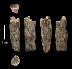 Dieses Knochenfragment (”Denisova 11”) wurde 2012 in der Denisova-Höhle in Russland von russischen Archäologen entdeckt und gehörte der Tochter einer Neandertaler-Mutter und eines Denisovaner-Vaters. Foto: T. Higham, University of Oxford