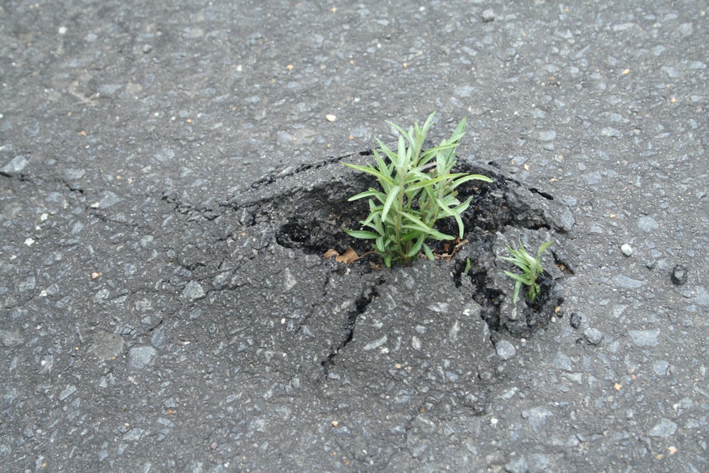 Tapfer gegenhalten ... Foto: Ralf Julke