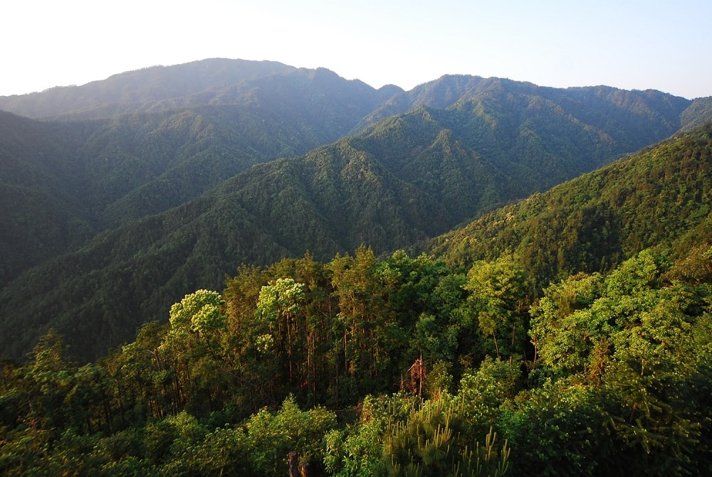 Subtropische Wälder wie dieser in Ost-China (Schutzgebiet Gutianshan) sind besonders artenreich. Bild: Sabine Both