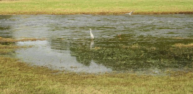 Wenn mal Wasser da ist, freuen sich auch die Graureiher. Foto: Ralf Julke