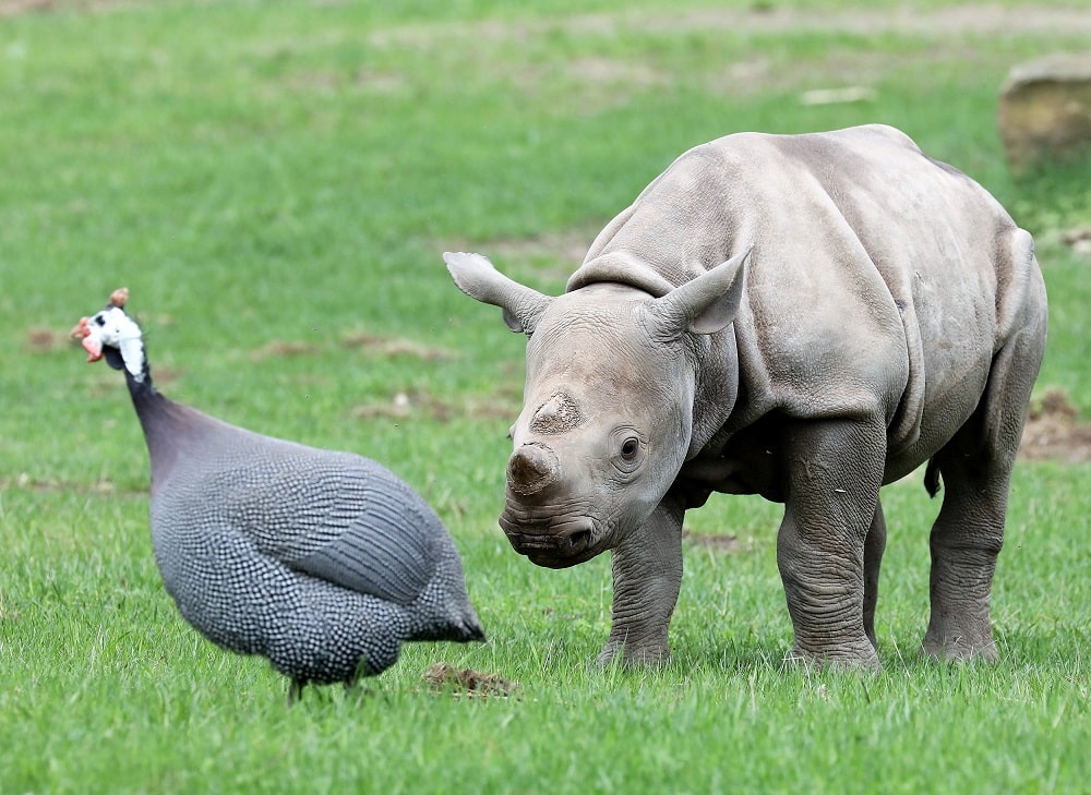 Nashornbulle Sudan mit Perlhuhn auf der Kiwara-Kopje, Quelle: Zoo Leipzig