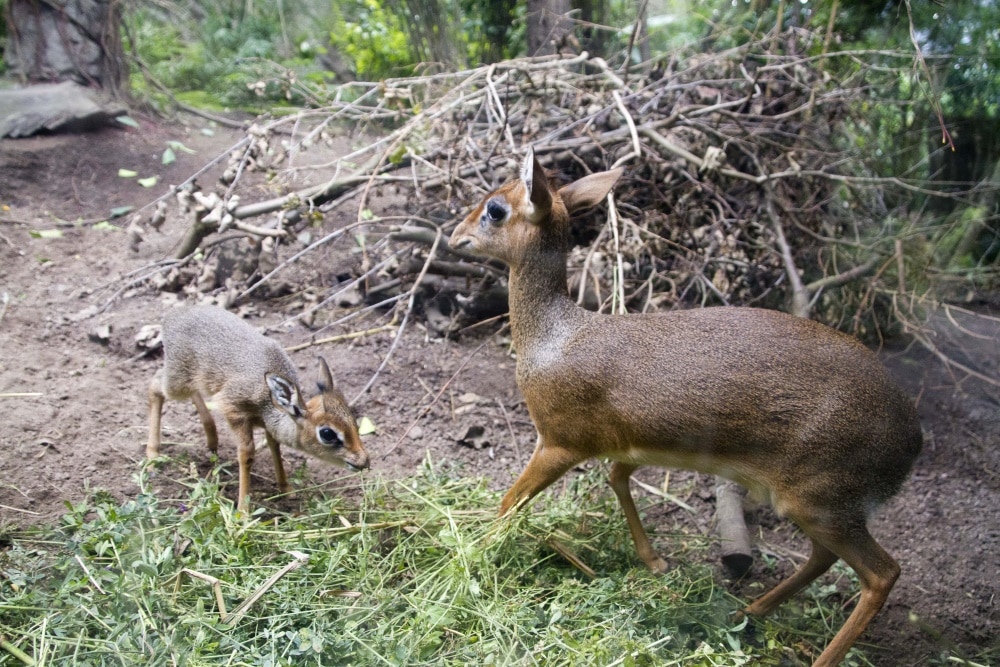 Nachwuchs bei den Dikdiks. Foto: Zoo Leipzig