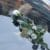 Weiße Rosen bei der AfD - die Geschwister Scholl werden für einen Kampf missbraucht, den sie, wie wohl auch Daniel H., ganz anders gesehen hätten. Foto: Michael Freitag