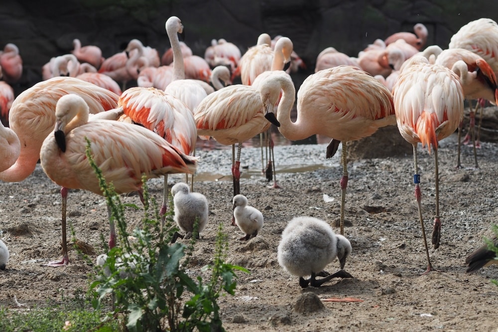 Nachwuchs bei den Chileflamingos in der Lagune. Foto: Zoo Leipzig