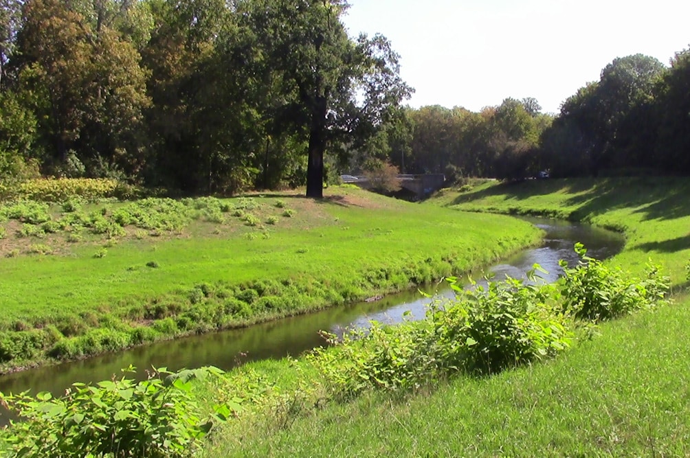Der japanische Staudenknöterich - hier an der Nahle. Foto: Bernd Gerken