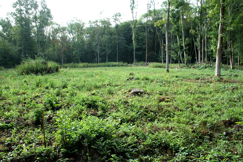 Femelloch im Waldgebiet Nonne. Foto: Ralf Julke