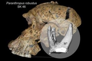 Fossilienfund SK 46: Paranthropus robustus aus Südafrika (entdeckt: 1936, geschätztes Alter: 1,9-1,5 Mio. Jahre) und Rekonstruktion eines oberen Backenzahns. Foto: Kornelius Kupczik, Max-Planck-Institut für evolutionäre Anthropologie