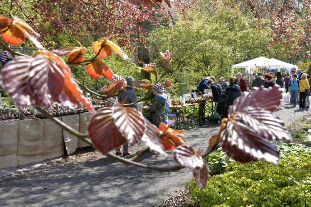 Pflanzenmarkt im Botanischen Garten. Foto: Volkmar Heinz