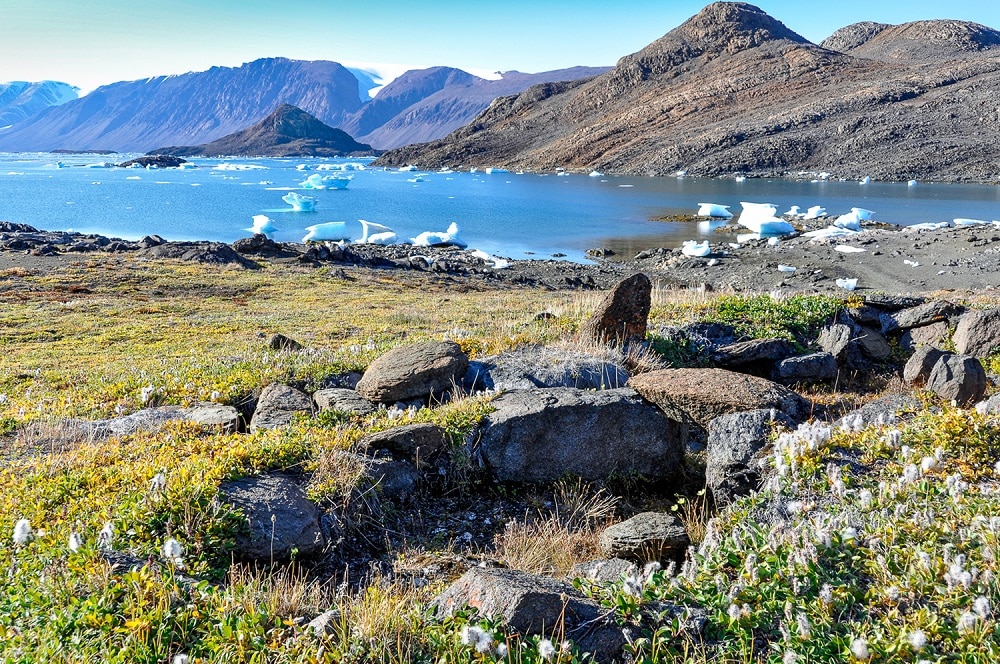 Die Pflanzengemeinschaft in der arktischen Tundra ist in den letzten dreißig Jahren höher geworden. Bild: Anne Bjorkman