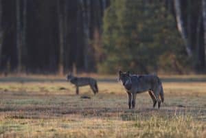 Zwei Daubaner Wolfswelpen. Die CDU in Sachsen fordert, zum Entsetzen von Naturschutzvereinen, eine Lockerung der Abschussregeln für die unter strengem Schutz stehenden Tiere. Foto: Michael Hamann
