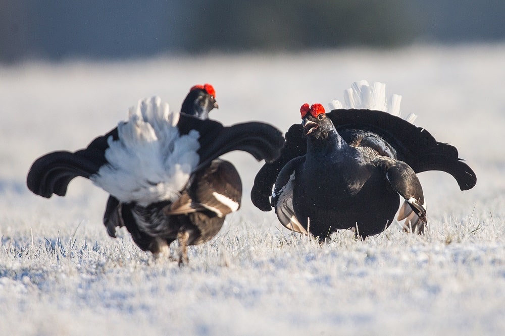 Birkhühner, Foto: Gläßer