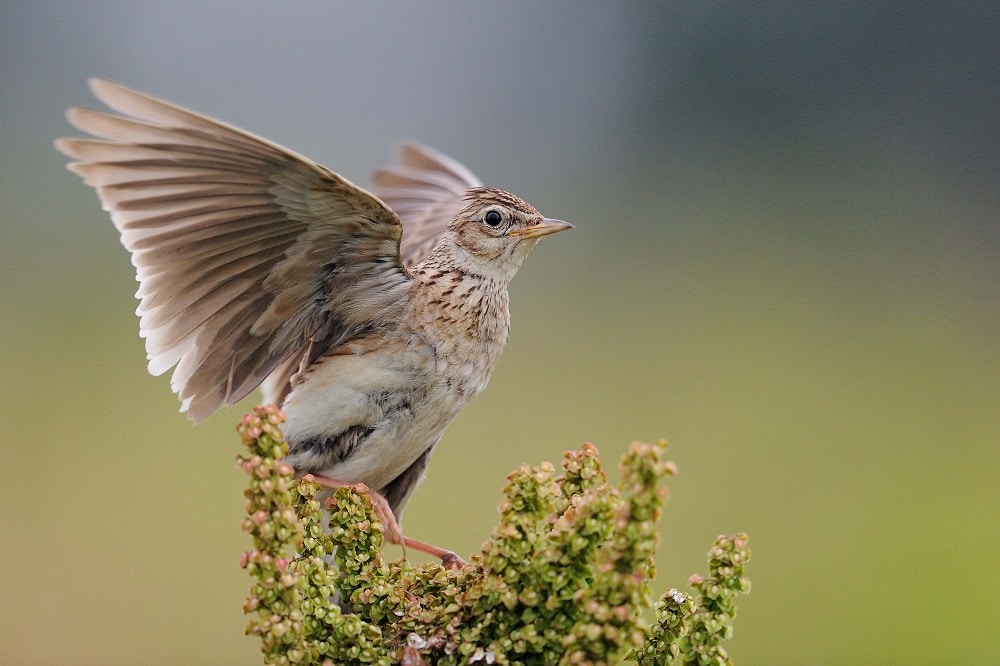 Die Feldlerche mit aufgespannten Flügeln: Die Männchen singen meist im Flug aus einer Höhe von 50 bis 200 Metern. Foto: Peter Lindel