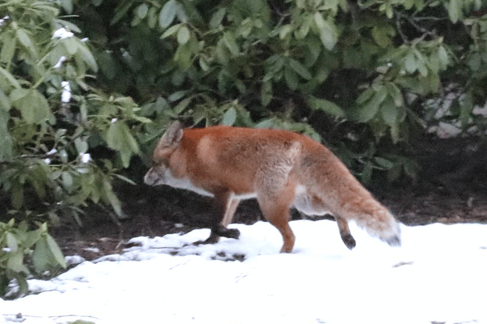 Ihm steht der Pelz eh besser. Foto: L-IZ