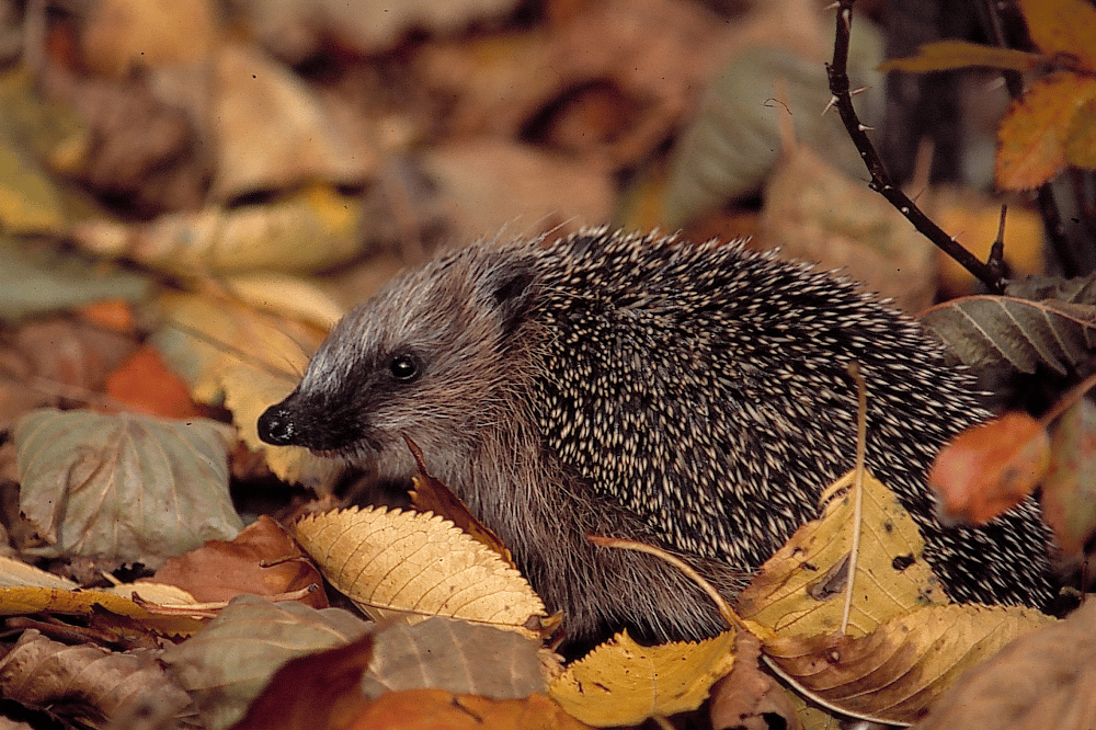 In naturnahen Gärten schätzen Igel in der kalten Jahreszeit Laubhaufen als Schutz vor Kälte. Foto: NABU/Bernd Kunz