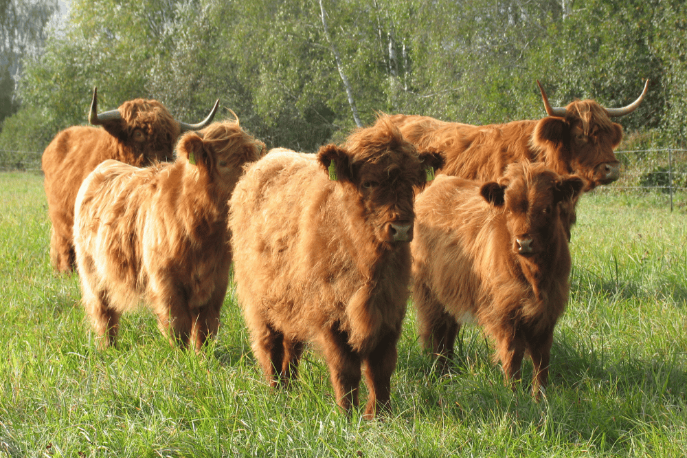 Schottische Hochlandrinder werden im Naturschutzgebiet „Wölperner Torfwiesen“ zur Beweidung eingesetzt. Foto: Edith Köhler