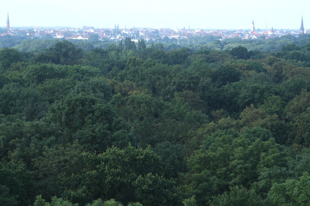 Blick über den Leipziger Auenwald. Foto: Ralf Julke