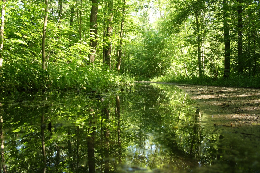 Auwald nach einem Frühjahrshochwasser. Foto: Ralf Julke