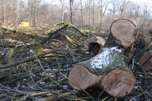 Baumfällungen 2017 an der Hans-Driesch-Straße. Foto: Jan Kaefer
