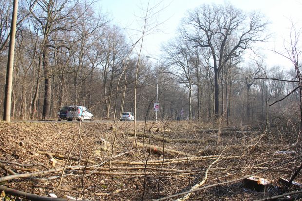 Flächenfällung in der Hans-Driesch-Straße 2017. Foto: Jan Kaefer