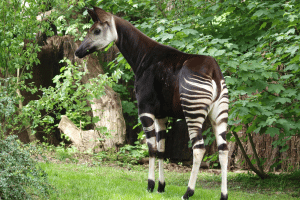 49 Okapi Zawadi - hat in Leipzig bereits zwei Jungtiere aufgezogen © Zoo Leipzig